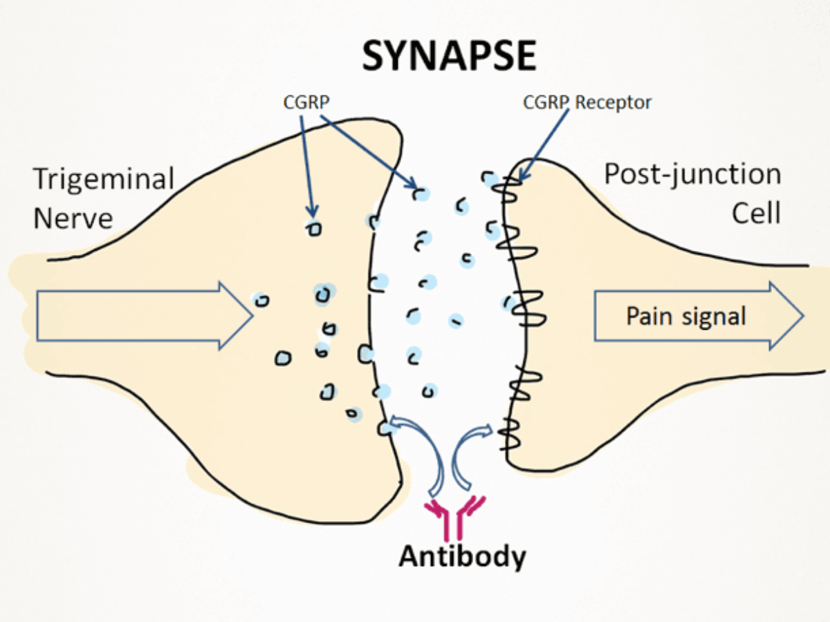 Synapse Diagram Gcse