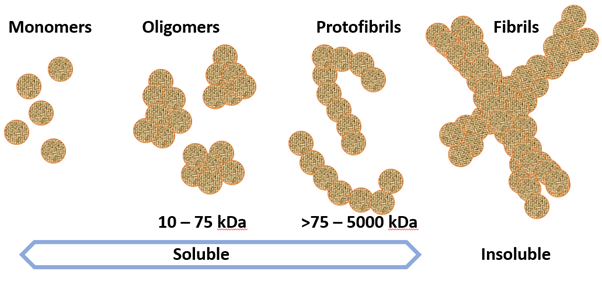 Figure 1: Amyloid beta proteins exist in different forms that can aggregate progressively to create structures called plaques in the brain. Similar changes occur in Tau proteins.
